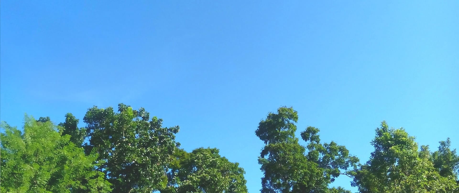나무들 위로 푸르고 깨끗한 하늘이 보입니다.